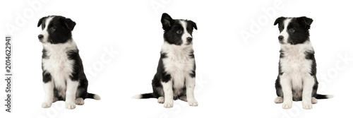 Cute Border Collie Puppy Sitting PNG, Black and White Dog, Pedigree Pet Animal on Transparent Background.