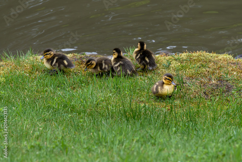 Tablou pe pânză Cute young mallard ducklings walking in the grass on the edge of a pond, celebra