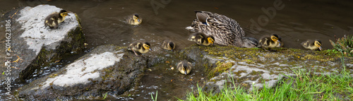 Vászonkép Happy Mother’s Day, mallard duck family, mother and young babies swimming in a s