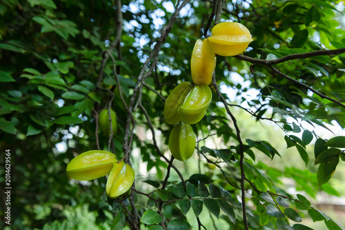 Photos Averrhoa carambola tree with fruits