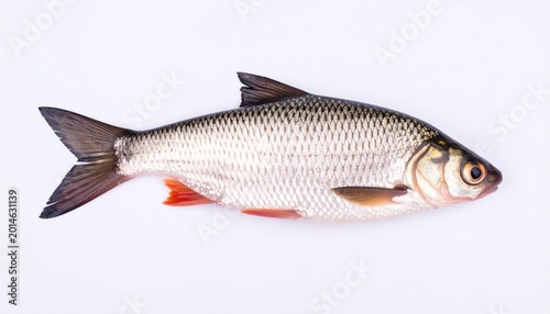A detailed silver freshwater fish isolated on a clean white background, suitable for aquatic, wildlife, culinary, and educational themes.
