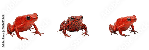фотографія Vibrant Red Poison Frog Front View PNG, Exotic Rain Forest Amphibian, Realistic