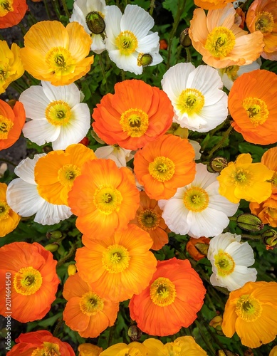 Vibrant Orange White and Yellow Flowers.