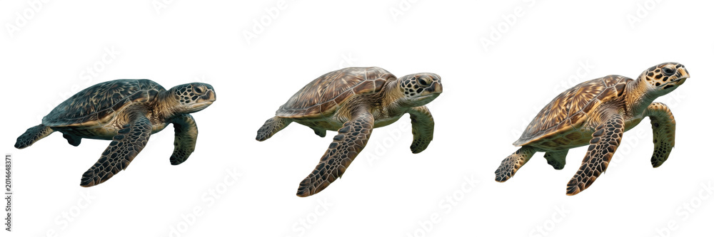 Obraz premium Realistic Sea Turtle Swimming Isolated on Transparent Background, Marine Animal Green Turtle PNG, Underwater Wildlife Nature Element.