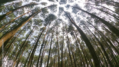 Foto Low angle fisheye view of majestic tall pine trees in a tropical Indonesian forest