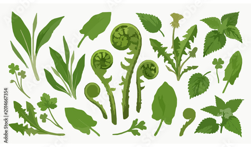 Obraz na płótnie Realistic Wild Vegetables and Bracken Fern Vector Collection with Fresh Botanica