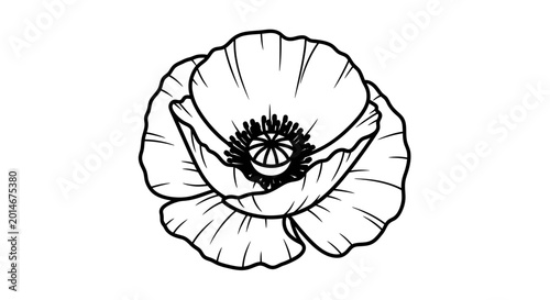 Tableau sur toile Delicate line drawing of a poppy flower in bloom, facing forward
