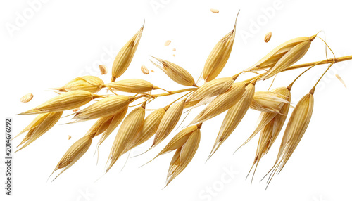 Grainy branch with oats, seeds scattered, against a black background