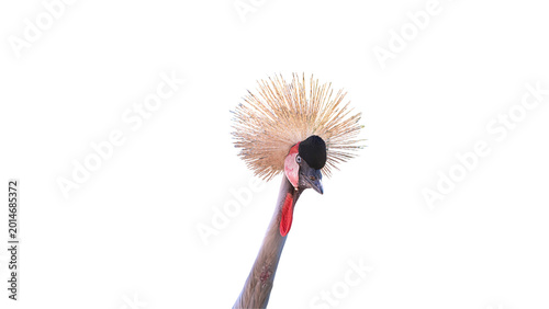 head to neck Black Crowned King isolated on white background, close up of black crowned king with a glimpse of injury in its neck