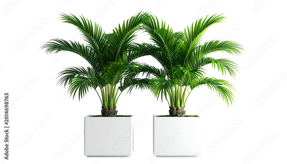 Obraz premium Two potted parlor palms with green fronds against a black background