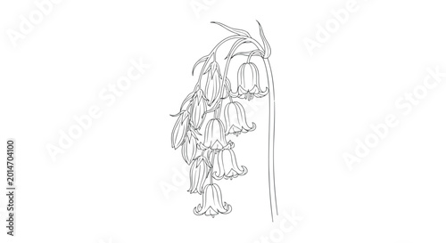 Photography Adobe Illustrator Artwork