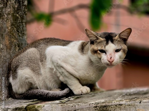 Fotografie An adorable cat sitting calmly and looking curious