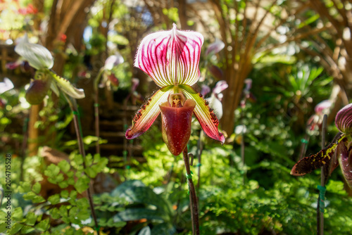 Fotografie Lady Slipper Orchid Flower with Pink Striped Petals and Maroon Pouch