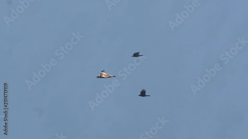 Golden eagle (Aquila chrysaetos) soaring through a clear blue sky while being mobbed by smaller birds in a territorial aerial display 4k 120fps slow motion footage