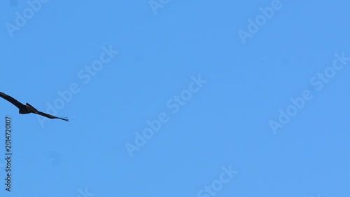 Golden eagle (Aquila chrysaetos) Bird of prey soaring through the vast expanse of a clear blue sky with its wings spread wide in bright natural daylight 4k 120fps slow motion footage