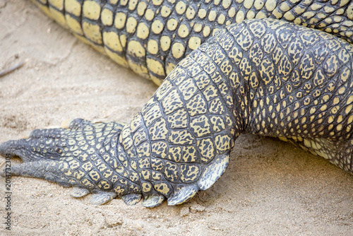A view of the leg of a gharial.