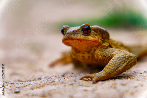 Schilderij op canvas Common toad resting on sandy ground, its distinctive red eyes reflecting light