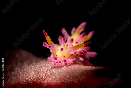 Bild auf Leinwand Aegires villosus Nudibranch
