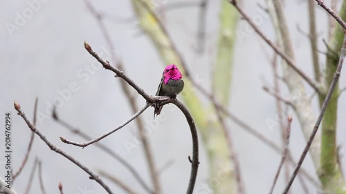 Anna's hummingbird changing feather colors while turning head 