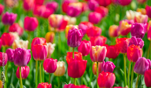 Vivid tulips blossoms. Multicolored tulips natural paint background. Vivid spring blossoms nature. Multicolored flowers spring beauty. Tulips floral background.
