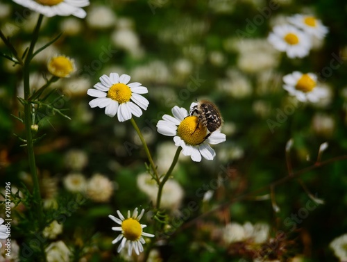 Foto bee on daisy