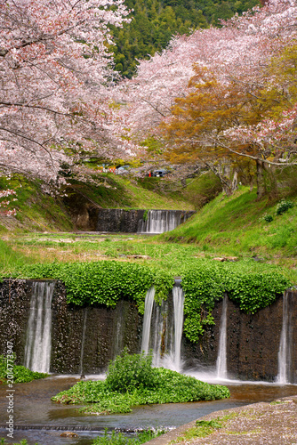 桜と段差を流れ落ちる川の水
