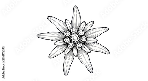 Cuadro en lienzo Edelweiss Flower Drawing, Black and White, Botanical Illustration, Alpine Flower