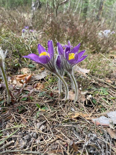 Flowers in forest
