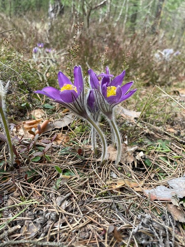 Flowers in forest