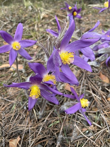 Flowers in forest