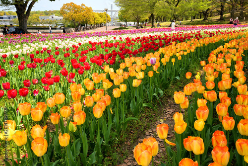万博記念公園のカラフルなチューリップ畑
