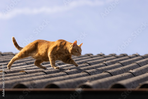 Fotografía orange Katze auf dem Dach