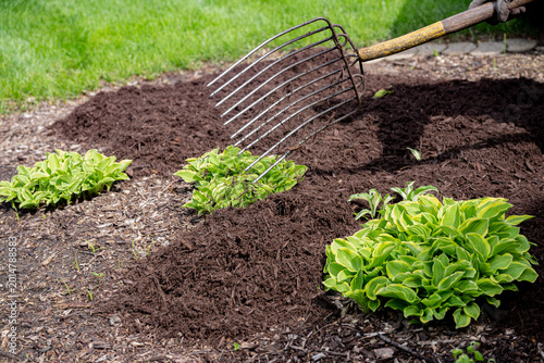 Landscaper raking fresh mulch around bushes in residential garden. Lawn care 