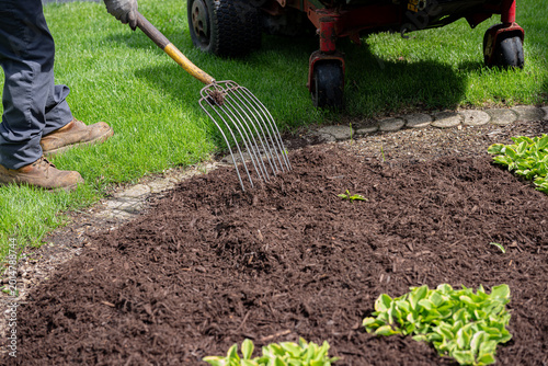 Landscaper raking fresh mulch around bushes in residential garden. 