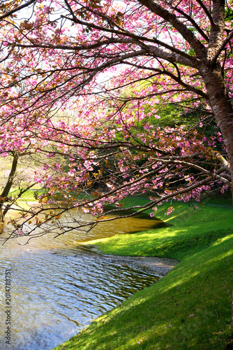 滋賀県日野川ダムの湖畔に咲く八重桜