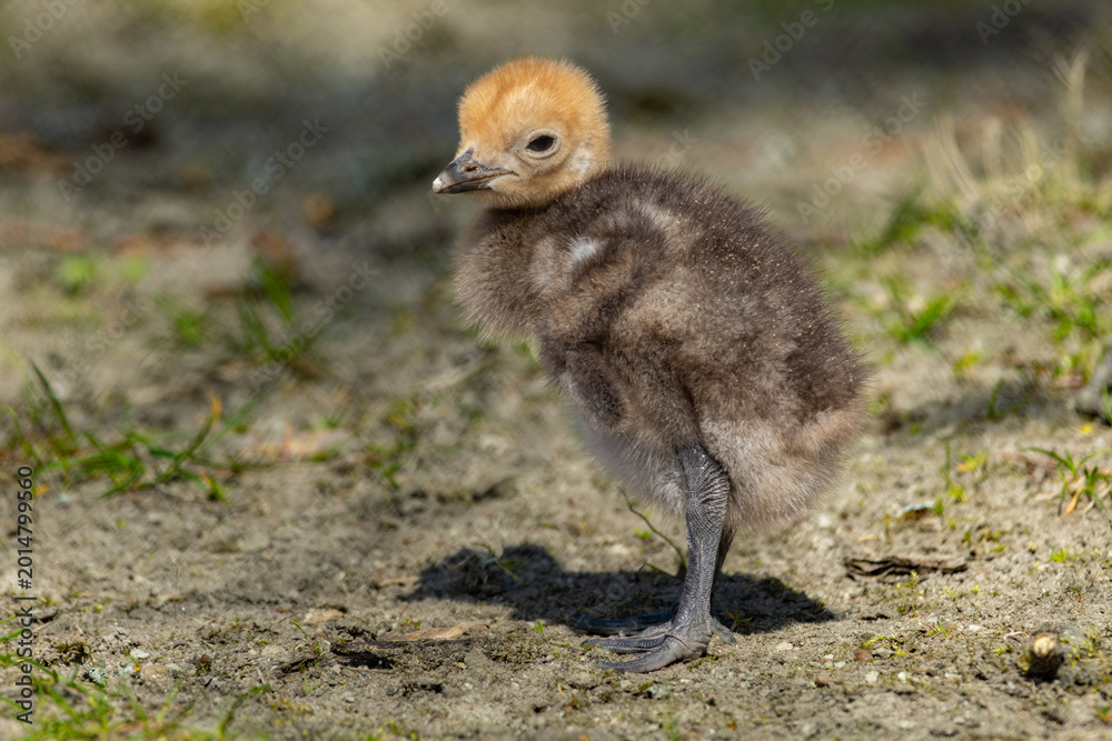 Fototapeta premium One week old chick Demoiselle crane (Anthropoides virgo), also known as the blue crane.