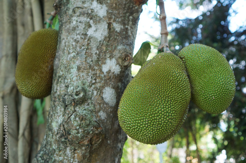 Fresh jackfruits hanging on a tree, displaying their vibrant green exterior