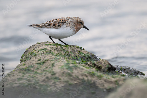 Canvas Print Red-necked Stint transitioning to summer plumage