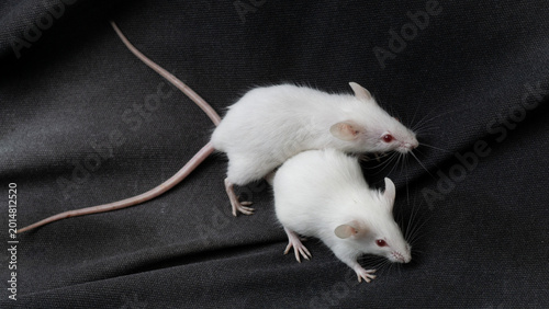 Bild auf Leinwand White albino mouse (Mus musculus) posing on a rock with black background