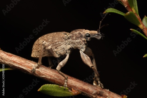 Canvastavla Tropiphorini weevil photographed at Somersby, NSW, Australia 
beetle on wood