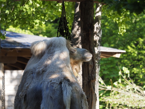 Animali in cattività