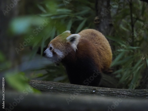Animali in cattività
