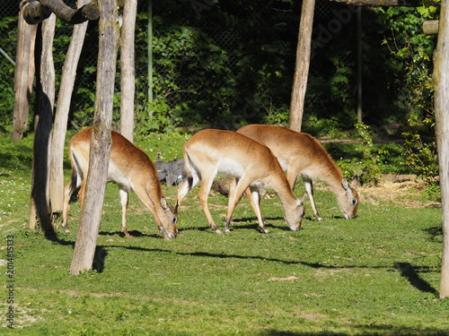 Animali in cattività