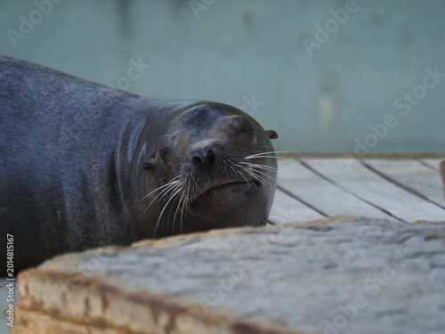 Animali in cattività