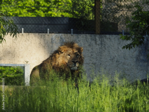 Animali in cattività