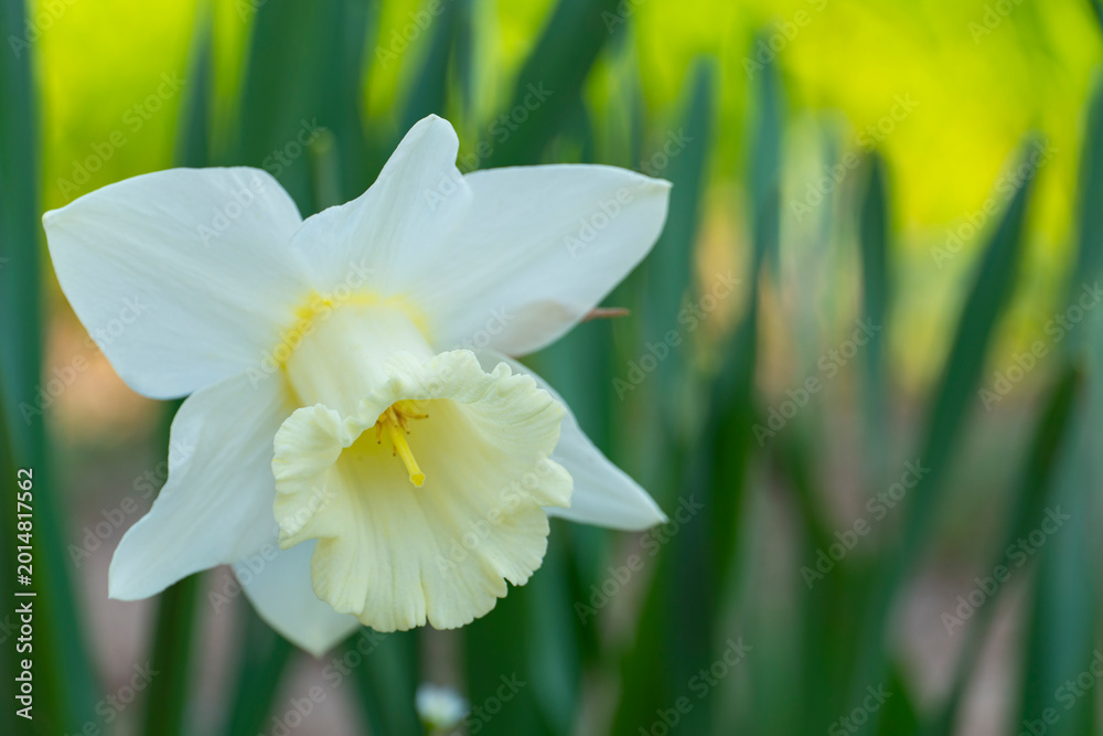 Fototapeta premium Yellow Daffodils Blooming in Spring Garden