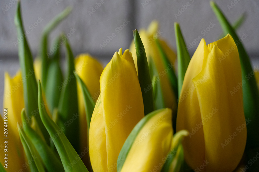 Naklejka premium Yellow Tulips Close Up Bouquet