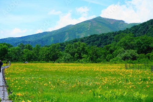 夏の尾瀬　日光国立公園　　
