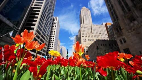 Colorful tulip flower in downtown Chicago with city buildings in background. Spring season in urban environment with vibrant flowers