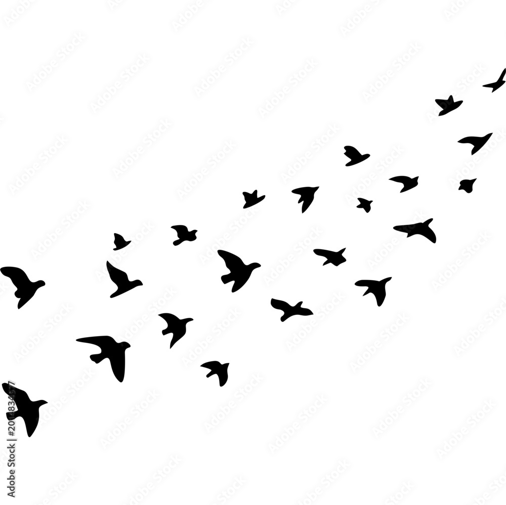 Obraz premium flock of birds